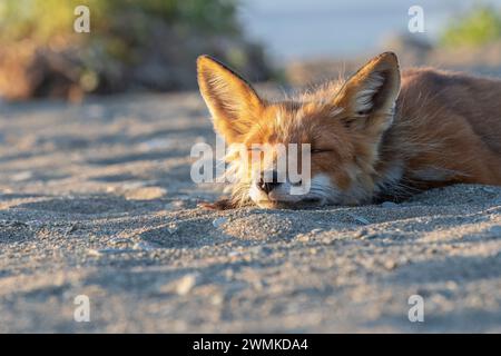 Rotfuchs (Vulpes vulpes) liegt auf Sand, der sich in warmem Sonnenlicht mit geschlossenen Augen sonnt; Alaska, Vereinigte Staaten von Amerika Stockfoto