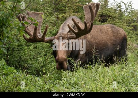 Bullenelche (Alces alces) mit großen Geweihen in üppigem Laub; Alaska, Vereinigte Staaten von Amerika Stockfoto