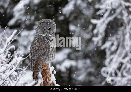Große graue Eule (Strix nebulosa), die auf einem verschneiten Zweig thront, mit Schneeflocken, die sanft um sie herum fallen; Alaska, Vereinigte Staaten von Amerika Stockfoto