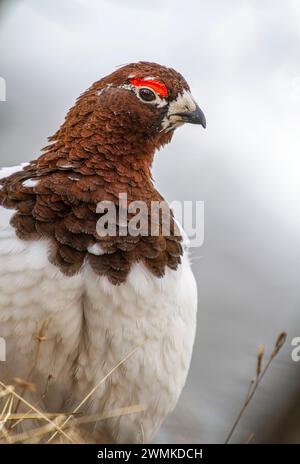 Nahaufnahme eines Felsenptarmigans (Lagopus muta) mit weißem Gefieder für den Winter; Alaska, Vereinigte Staaten von Amerika Stockfoto