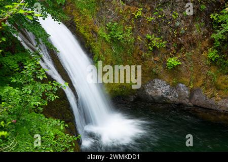Fällt auf Blister Creek, Mt Hood National Forest, Oregon Stockfoto