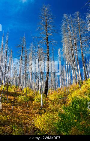 Der Waterton Lakes National Park, Waterton, Alberta, Kanada, liegt am Hang eines verbrannten Waldes mit farbenfrohen, wolkenverwölkten Unterholz und tiefblauem Himmel Stockfoto