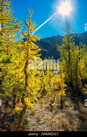 Leuchtende Lärchen auf einer alpinen Wiese mit Sonnenaufgang und blauem Himmel im Hintergrund, im Waterton Lakes National Park; Waterton, Alberta, Kanada Stockfoto