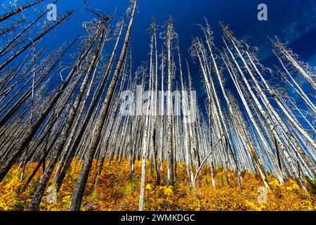 Dramatischer Blick auf einen Hügel eines verbrannten Waldes mit farbenfrohen Herbstunterholz und blauem Himmel im Waterton Lakes National Park Stockfoto