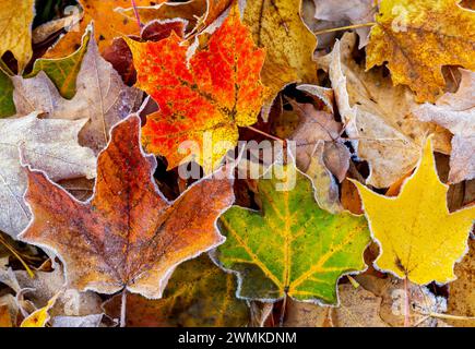 Nahaufnahme von bunten Ahornblättern im Herbst mit mattierten Kanten; Flesherton, Ontario, Kanada Stockfoto