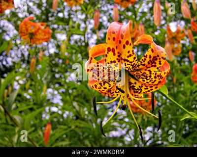 Die Türkenmütze Lilie (Lilium superbum) in Blüte Stockfoto