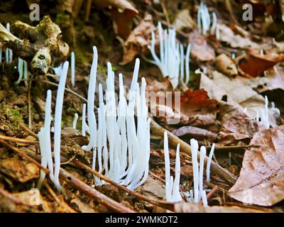 Nahaufnahme hellweißer Pilzstiele auf Waldboden Stockfoto