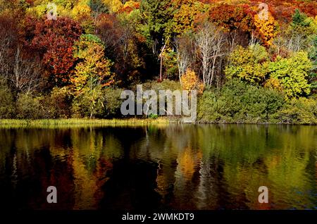 Atemberaubender Blick auf die Herbstbäume, die sich im See von Connemara spiegeln, Carl Sandburg Home National Historic Site in Flat Rock Stockfoto