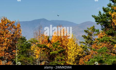 Putengeier (Cathartes aura) fliegt über Herbstlaub in den Blue Ridge Mountains, USA; USA Stockfoto