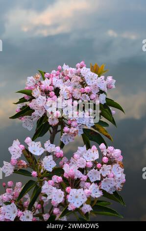 Berglaurel (Kalmia latifolia) in Blüte, mit dramatischen Wolken im Hintergrund; Vereinigte Staaten von Amerika Stockfoto