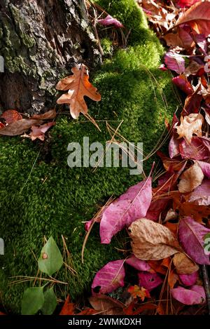 Herbstblätter sind um die moosige Basis eines Baumes geworfen; Weaverville, North Carolina, Vereinigte Staaten von Amerika Stockfoto