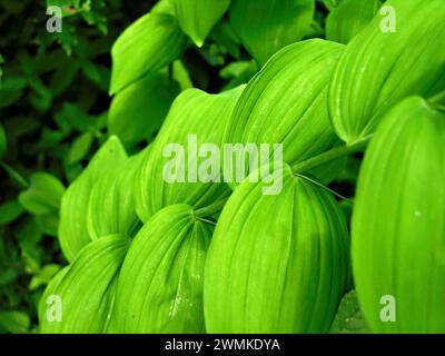 Nahaufnahme der glatten Salomon's Seal Knospen (Polygonatum biflorum); North Carolina, Vereinigte Staaten von Amerika Stockfoto