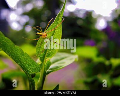 Spinne spinnt ein Netz über Pflanzenblätter Stockfoto