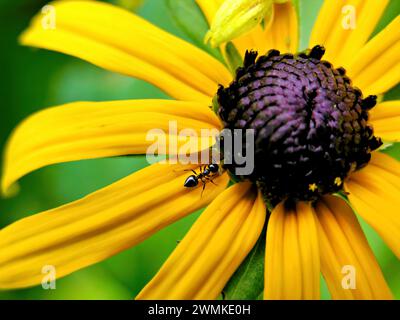 Ameise kriecht entlang eines schwarzäugigen susan-Blütenblattes (Rudbeckia hirta); North Carolina, Vereinigte Staaten von Amerika Stockfoto