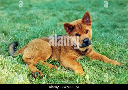 Porträt eines Chow/Rotweiller-Mischhündchens; Virginia, USA Stockfoto