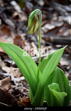 Pink Lady's Slipper (Cypripedium acaule) bereitet sich auf die Blüte vor; Weaverville, North Carolina, Vereinigte Staaten von Amerika Stockfoto