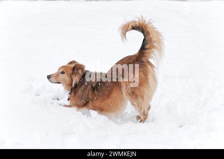 Golden Retriever Collie Mix macht eine abwärts gerichtete Hundeschule im Schnee; Weaverville, North Carolina, Vereinigte Staaten von Amerika Stockfoto