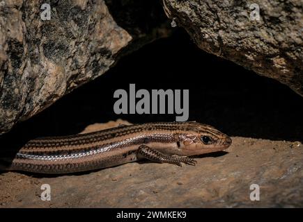 Skink auf einer Felswand; Weaverville, North Carolina, Vereinigte Staaten von Amerika Stockfoto