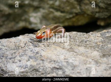 Der südöstliche, fünfgesäumte Skink (Plestiodon inexpectatus) blickt über den Rand eines Felsens; Weaverville, North Carolina, Vereinigte Staaten von Amerika Stockfoto