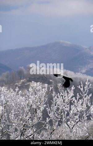 Im Winter fliegen Krähen über die Berge; Fairview, North Carolina, Vereinigte Staaten von Amerika Stockfoto