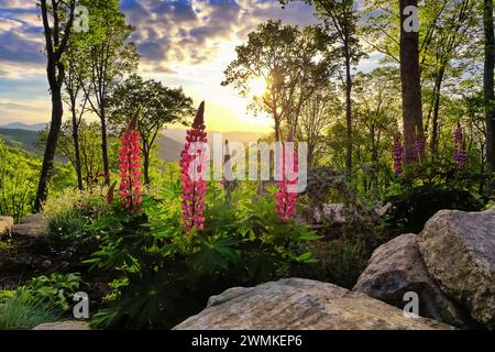 Hohe Spitzen rosa Lupinenblüten werden von einem Sonnenuntergang in den Bergen beleuchtet; Weaverville, North Carolina, Vereinigte Staaten von Amerika Stockfoto