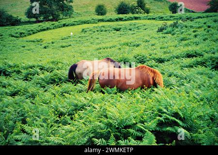 Pferde, die in einem üppigen Farnfeld weiden Stockfoto