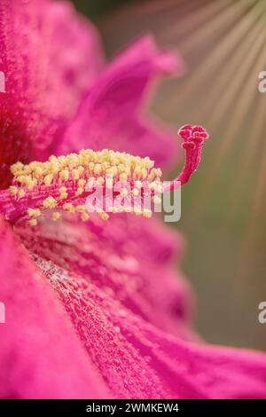 Rose Malve Hibiscus „Sweet Caroline“ (Malvaceae sp.) In einem botanischen Garten: Bronx, New York, Vereinigte Staaten von Amerika Stockfoto