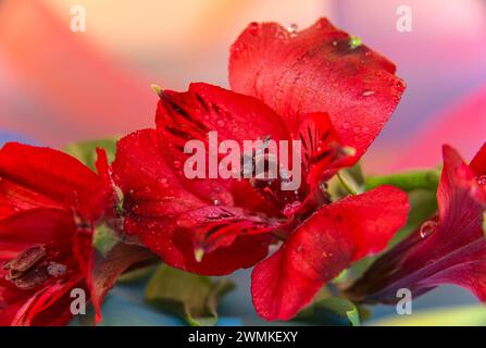 Rote peruanische Lilien (Alstromeria) in Blüte; Studio Stockfoto