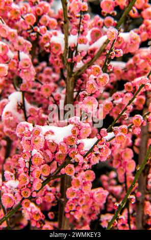 Schneebedeckte japanische Aprikose (Prunus mume) „Peggy Clarke“; Bronx, New York, Vereinigte Staaten von Amerika Stockfoto