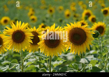 Sonnenblumen stehen hoch in einer Reihe auf einem blühenden Feld an einem sonnigen Tag Stockfoto