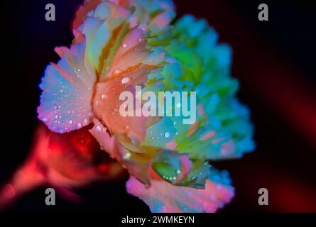 Nahaufnahme einer Nelke (Dianthus caryophyllus), bedeckt mit Wassertröpfchen und beleuchtet durch Licht; Studio Stockfoto