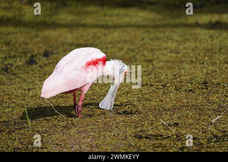 Rosettenlöffelschnabel (Platalea ajaja), die auf dem Boden fressen Stockfoto