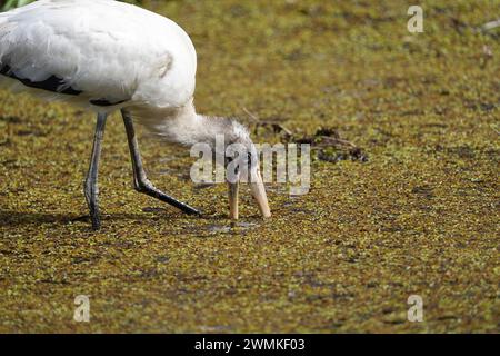 Holzstorch (Mycteria americana), der sich am Boden ernährt Stockfoto