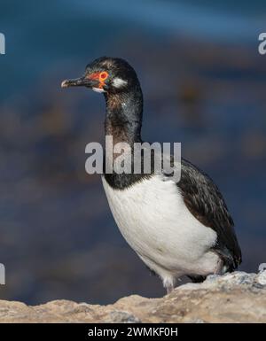 Nahaufnahme des Magellanschen Kormorans, Rock Shag Stockfoto