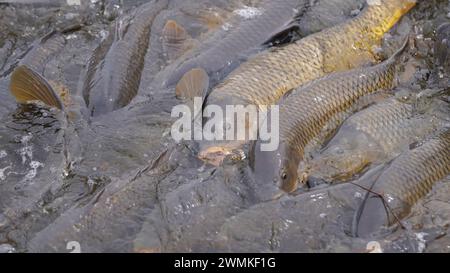 Karpfenlaicher auf der Wasseroberfläche Stockfoto