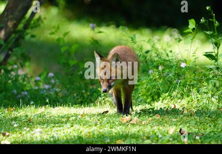 Rotfuchs-Kit (Vulpes vulpes) unterwegs Stockfoto