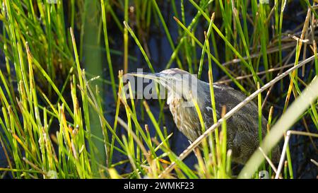 Die amerikanische Bitterkeit (Botaurus lentiginosus) steht im Flachwasser zwischen Gräsern Stockfoto