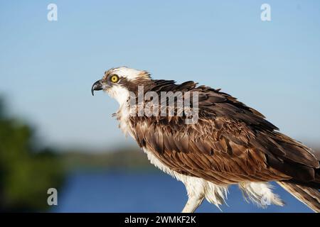 Nahaufnahme eines Osprey (Pandion haliaetus) Stockfoto