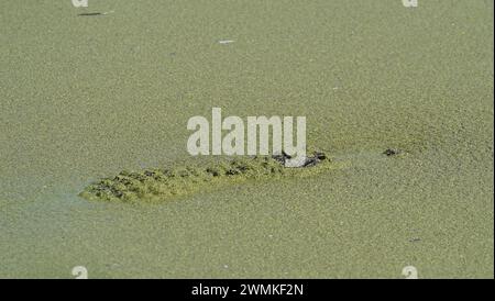 Alligator, bedeckt mit Entengras auf der Wasseroberfläche Stockfoto