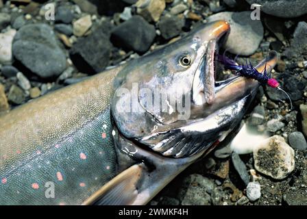 Frisch gefangener Saibling mit einer Angelfliege im Mund; Yukon, Kanada Stockfoto