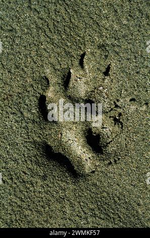 Wolf Track im Boden entlang des Firth River im kanadischen Yukon Territorium; Yukon, Kanada Stockfoto