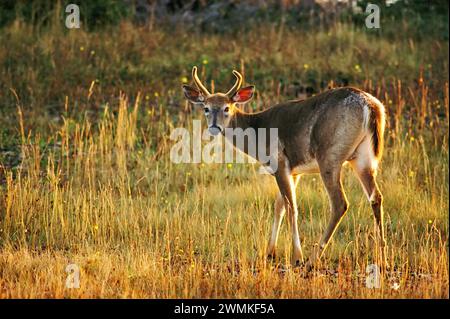 Weißwedelhirsch (Odocoileus virginianus) im frühen Morgenlicht; Quebec, Kanada Stockfoto