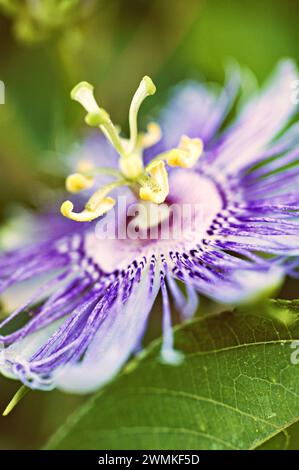 Aus nächster Nähe eine Passionsblume (Passiflora); Cumberland Island, Sea Islands, Georgia, Vereinigte Staaten von Amerika Stockfoto