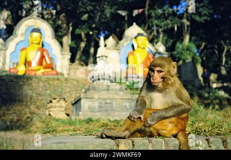 Rhesusaffen (Macaca mulatta) im Swayambhunath-Tempel in Kathmandu; Kathmandu, Nepal Stockfoto