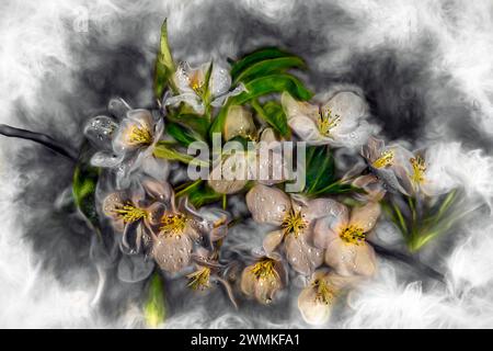 Weiße Kirschblüten (Amygdaloideae) in Blüte mit Wassertropfen auf den Blütenblättern, im Central Park; New York, New York, Vereinigte Staaten von Amerika Stockfoto