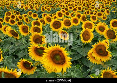 Blühendes Sonnenblumenfeld im Südwesten von Ontario; Strathroy, Ontario, Kanada Stockfoto