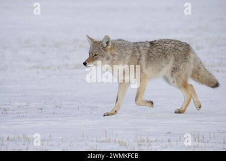 Kojote (Canis latrans), die über ein verschneite Feld laufen; Val Marie, Saskatchewan, Kanada Stockfoto