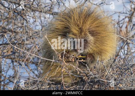 Stachelschweine essen Knospen auf einem Busch entlang der Straße; Val Marie, Saskatchewan, Kanada Stockfoto