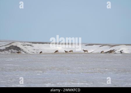 Herde von Maultierhirschen (Odocoileus hemionus), die durch die Landschaft des Grasslands National Park, Saskatchewan, Kanada, laufen Stockfoto