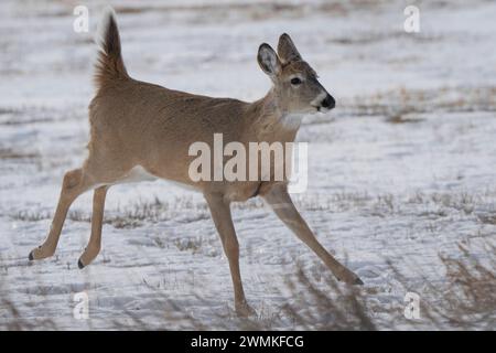 Maultierhirsche (Odocoileus hemionus) bei Sonnenaufgang; Val Marie, Saskatchewan, Kanada Stockfoto